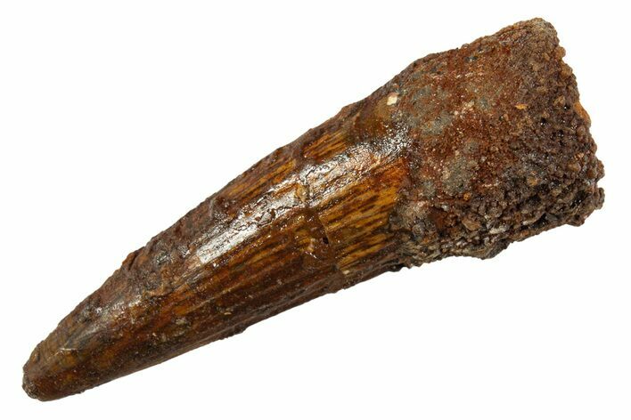 Fossil Spinosaurus Tooth - Real Dinosaur Tooth #344521